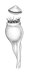Entosthodon laxus, capsule with detached operculum, dry. Drawn from A.J. Fife 5910, CHR 104741.
 Image: R.C. Wagstaff © Landcare Research 2019 CC BY 3.0 NZ